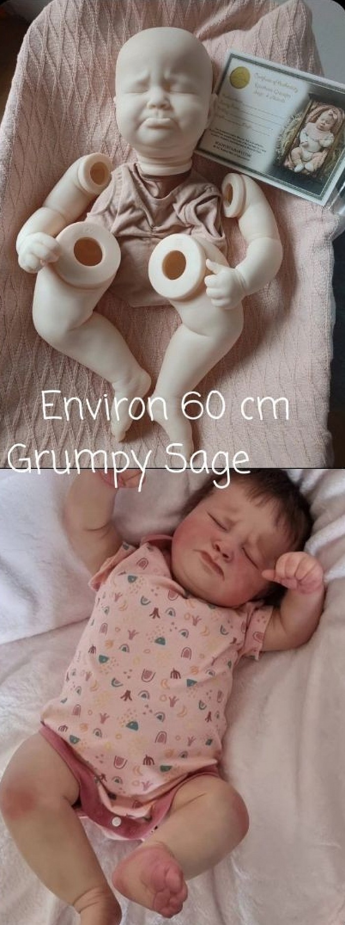 Grumpy Sage environ 60 cm